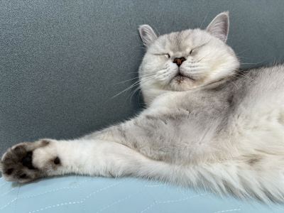 135****1183的钢琴谱