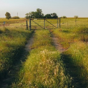 Vines and islands的钢琴谱