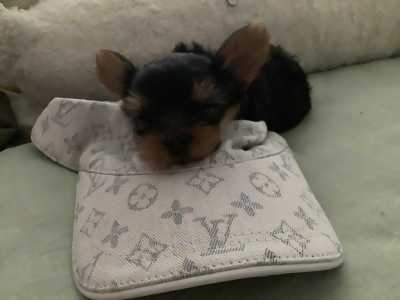 都说骗人是小狗,小狗才不会骗人的个人空间