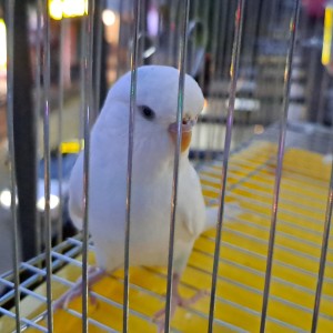 136****3465的钢琴谱