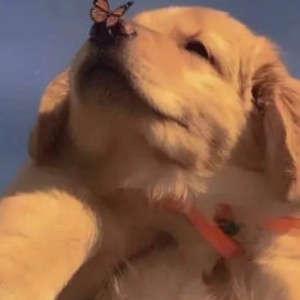 小金毛的钢琴谱