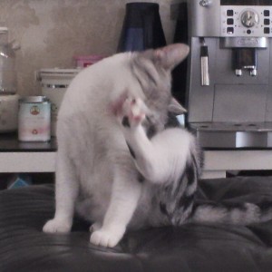 俞小悦TvT的钢琴谱