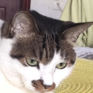 齐幻姬的钢琴谱