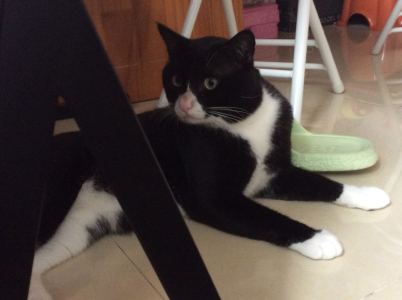 熊猫小墨墨的钢琴谱