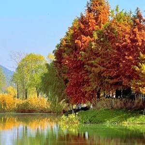 杨雨澄的钢琴谱