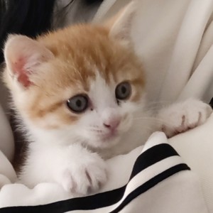 [猫武]  巫医 （雷族斑叶）的钢琴谱