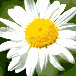 肉丸子Z的钢琴谱