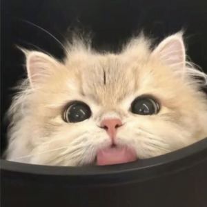 151****8447的钢琴谱