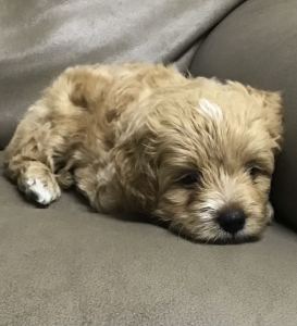 海拉鲁的林克的钢琴谱