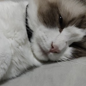 HarryLau的钢琴谱