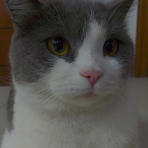 186****5515的钢琴谱