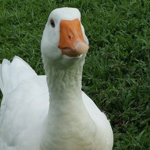 186****1456的钢琴谱