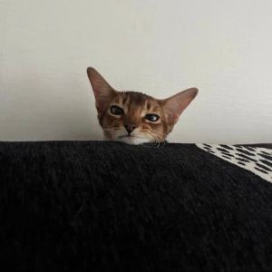 你美式吧？的钢琴谱