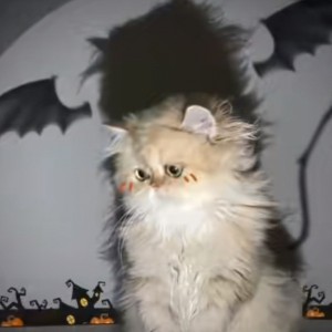 137****1096的钢琴谱