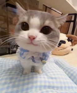 羽尾kt的钢琴谱