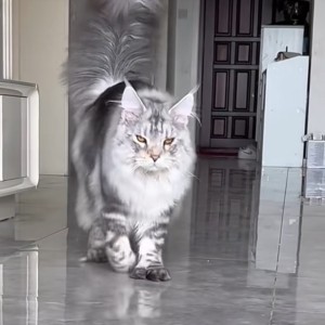 Alice Vincent的个人空间