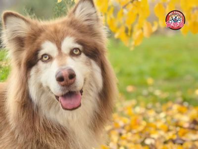 151****6983的钢琴谱