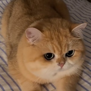 小楼一夜听春雨，咸阳游侠多少年的钢琴谱