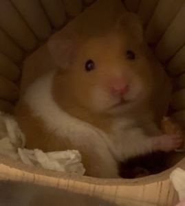 886****00211的钢琴谱