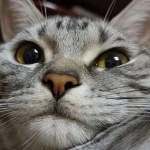 吃钢筋的铁咪的钢琴谱