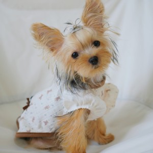 Taylover.的钢琴谱