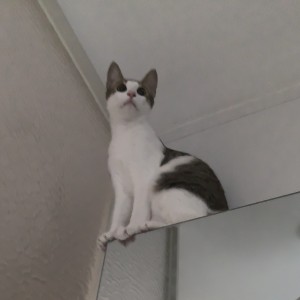 漩涡佐助的钢琴谱