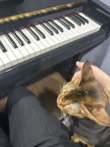 188****1831的钢琴谱