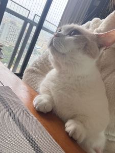 The First Snowflakes的演奏视频