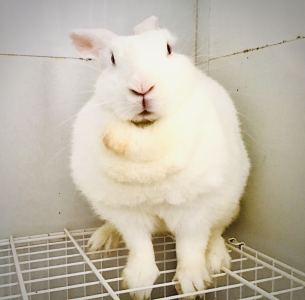 璇子的钢琴谱