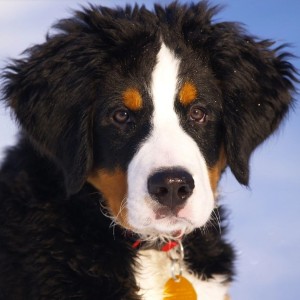 ⭐小黑犬的钢琴谱