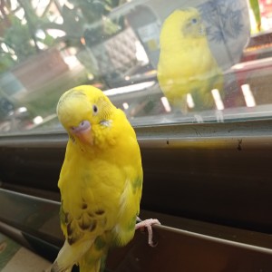 ninelie的演奏视频