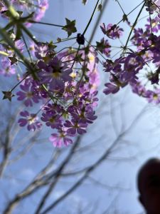 152****1071的钢琴谱