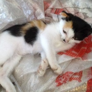 喜欢三花的小姑娘～的钢琴谱