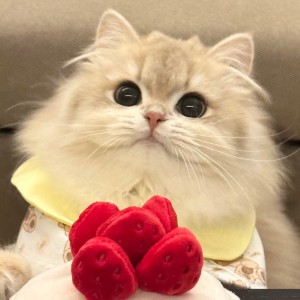 癫疯爆炸糖😘的个人空间