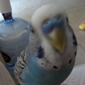 小鸟蓝莓的钢琴谱