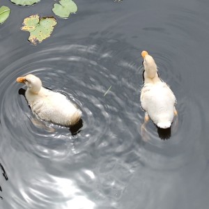 遇见的演奏视频