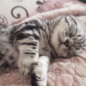 少女A的演奏视频