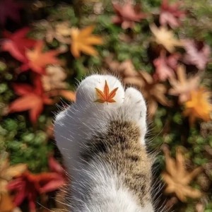 绵ᰔᩚ绵的钢琴谱