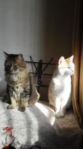 186****6698的钢琴谱