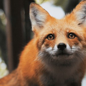 199****6810的钢琴谱