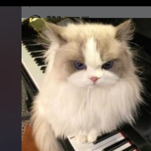 喵星人教师的钢琴谱