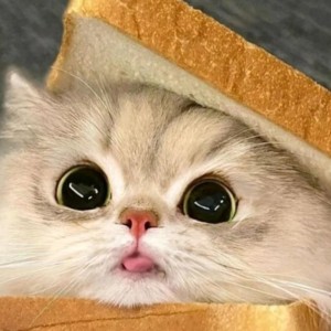 Sienna的个人空间