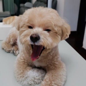 泰克小狗吖的钢琴谱