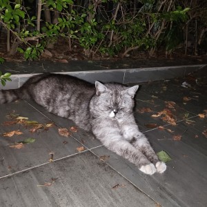 虫虫钢琴官方的钢琴谱
