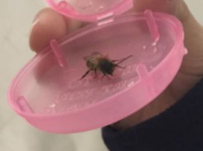 小蜜蜂🐝的钢琴谱