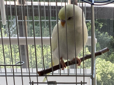 188****2805的钢琴谱