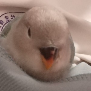 虚花悟的钢琴谱