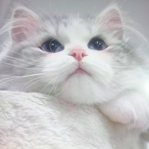 兔偶泪的钢琴谱