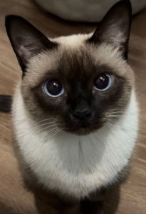 🐱🐾猫咪蛋糕🐾🐱的钢琴谱