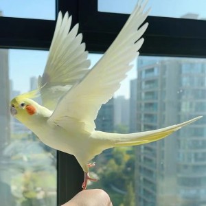 （羽族）瀚梦心🕊️的钢琴谱